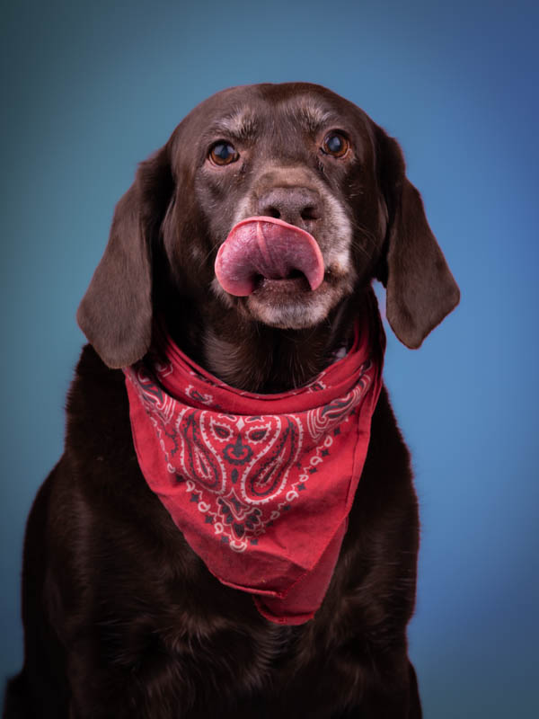 Portrait of a chocolate lab dog wearing a red bandanna licking its lips with blue background
