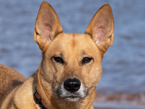 Portrait of tan dog looking into camera in front of a lake