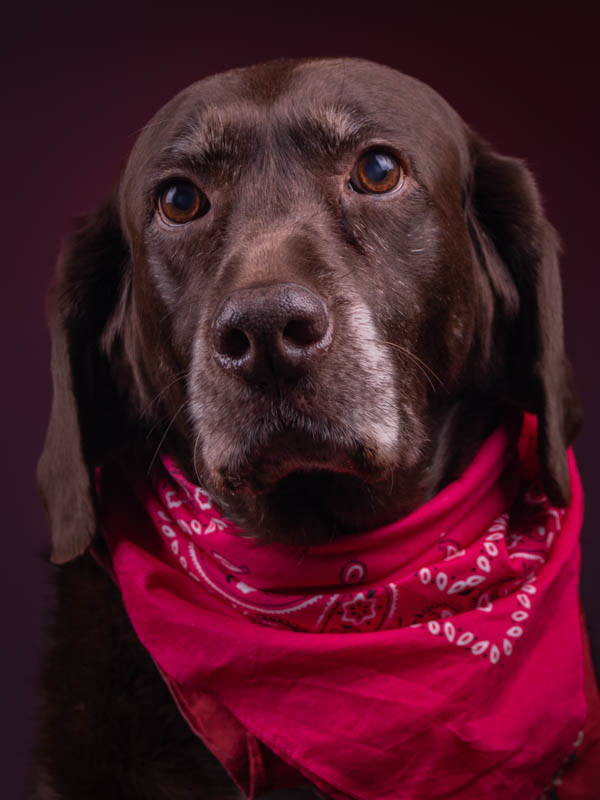 Portrait of a chocolate lab dog with a red bandanna and red background