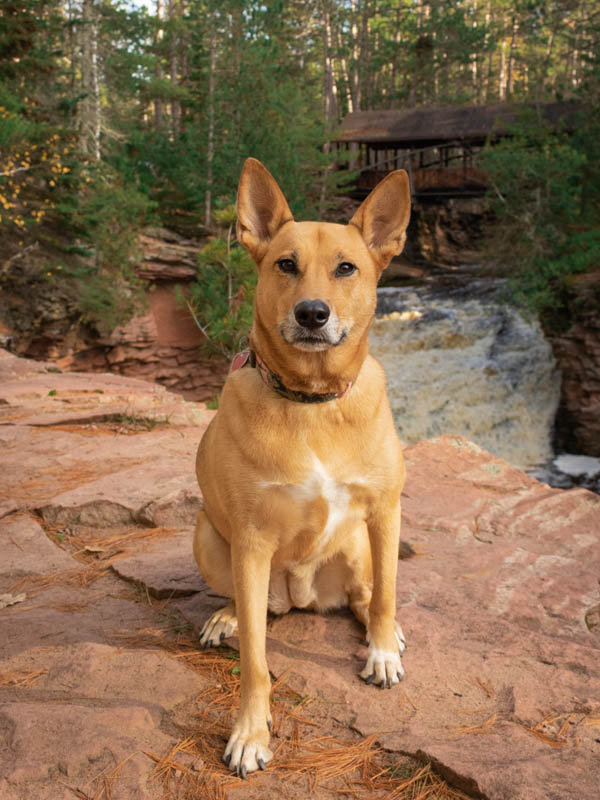 Portrait of a tan dog standing in front of waterfall