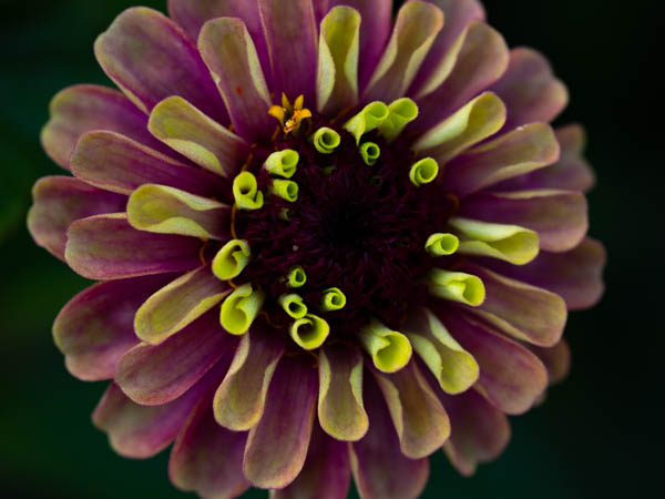 A macro image of a fall flower.