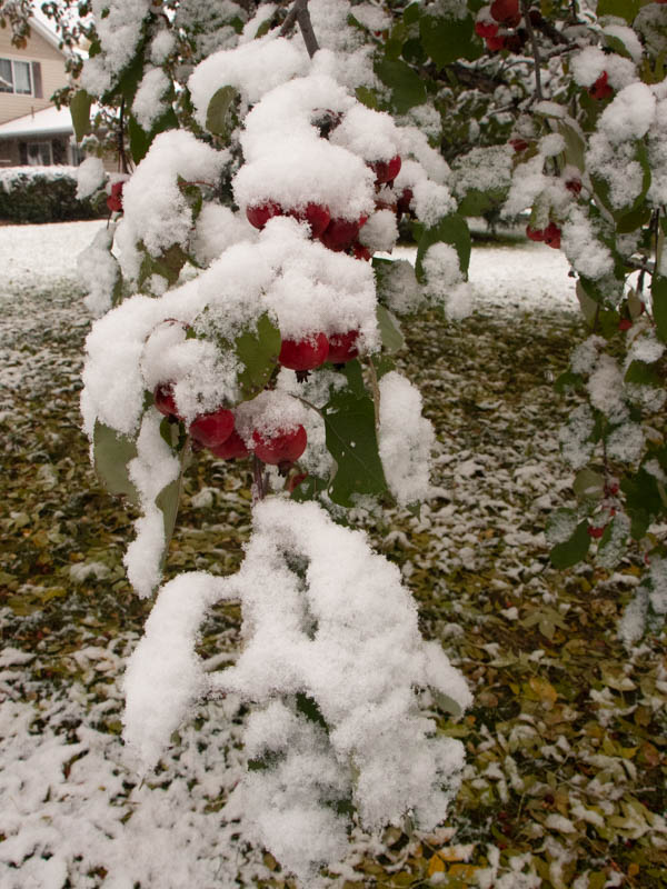 A snow covered crab apple branch.